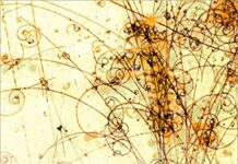 Physics: a short history from quintessence to quarks by John L. Heilbron (PDF)