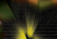 Nonlinear Dynamics: A Primer by Alfredo Medio (PDF)